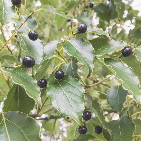 Camphor (white) essential oil