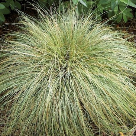 Carex coman Frosted Curls