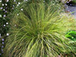 Carex dipsacea