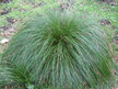 Carex flagellifera green
