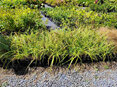 Carex trifida Rekohu Sunrise