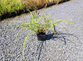 Carex trifida Rekohu Sunrise