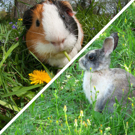 Caring for rabbits & guinea pigs