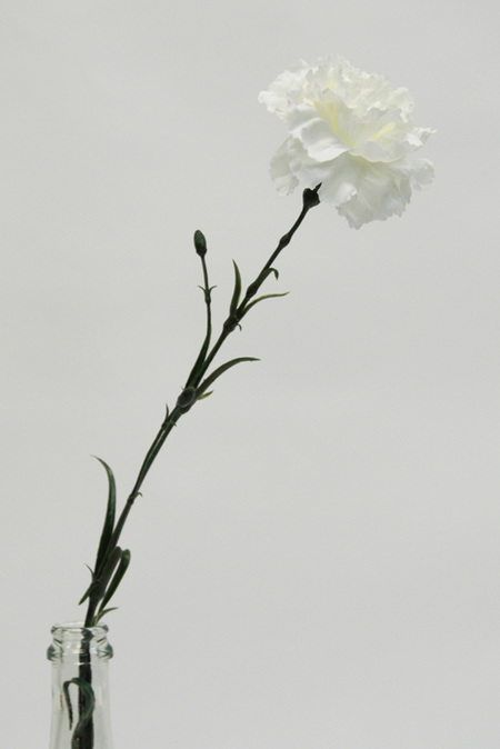Carnation Standard  White 4403