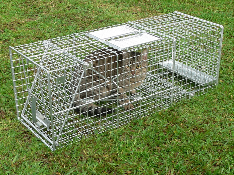 cat cage trap