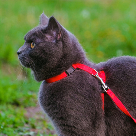 Cat Collars, Leads & Harnesses
