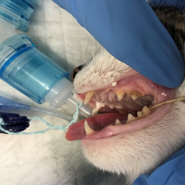 Cat dental