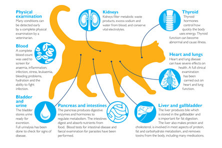 Cat preventive care