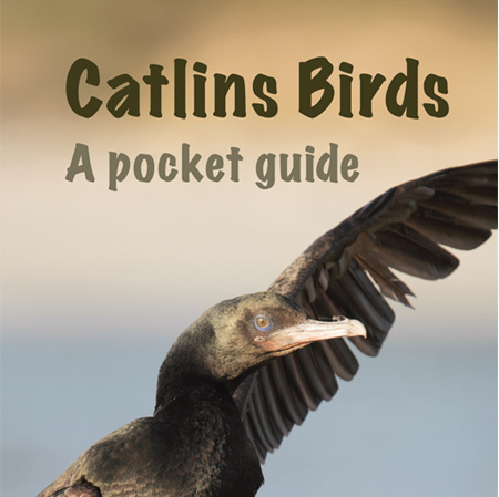 Catlins Birds - A Pocket Guide