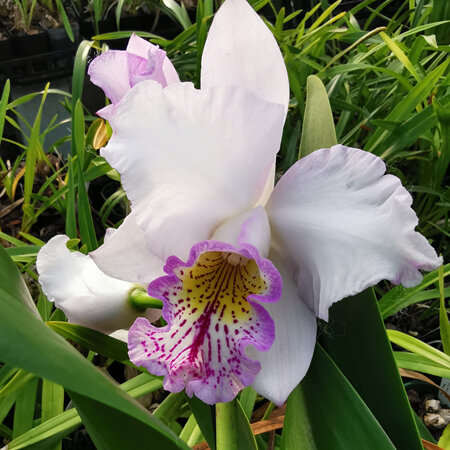 Cattleya