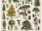 Cavallini & Co. Arboretum Trees 1000 Piece Vintage Puzzle