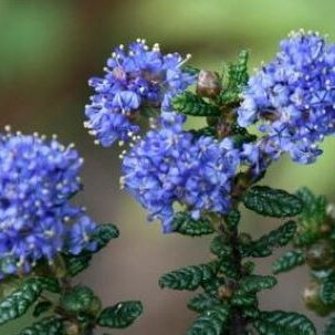 Ceanothus papillosus Roweanus