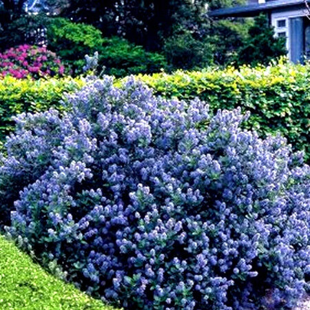 Ceanothus Yankee Point