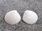 ceramic seashell stud earrings with stainless steel backs