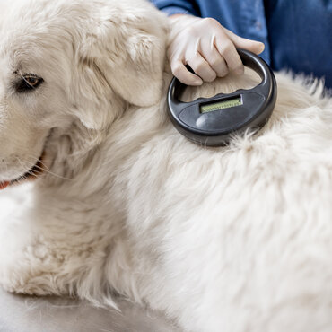 Checking a dogs microchip