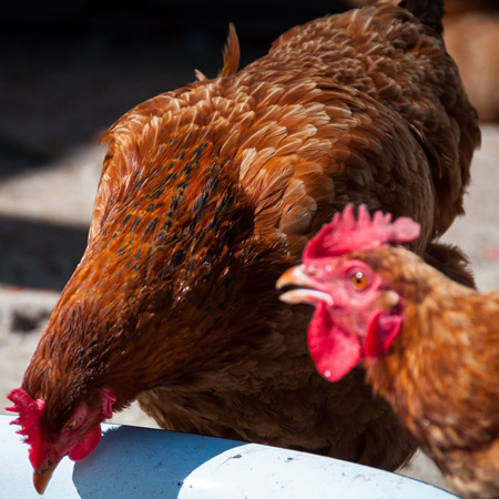 Chickens - dosing with medication