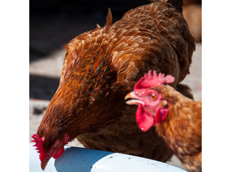 Chickens - dosing with medication