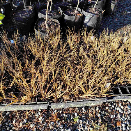 Chionochloa rubra