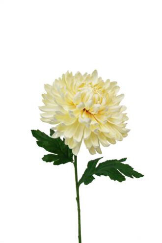 Chrysanthemum Cream 4681