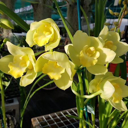 Citrus Delight 'Yellow Opal'