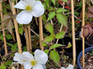 Clematis Snowflake