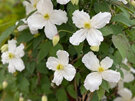 Clematis Snowflake