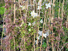 Clematis Snowflake