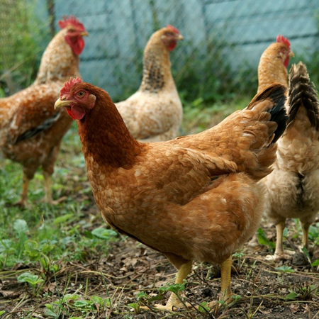Coccidia in Poultry