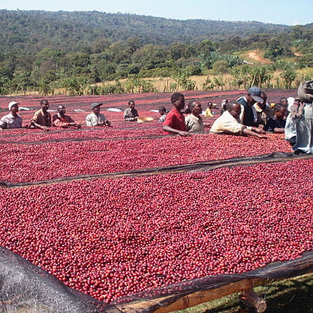 Coffee Sundried Ethiopian JIMMA Organic - Approx 100g