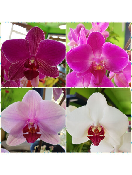 Coloured Phalaenopsis Orchid Plant