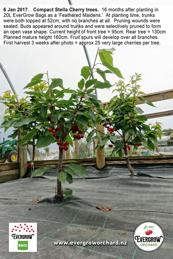 Compact Stella Cherry Trees cropping early in EverGrow Bags