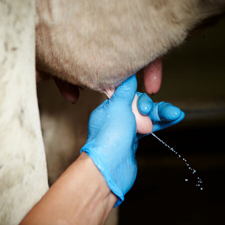 Controlling mastitis: Why it's good for you