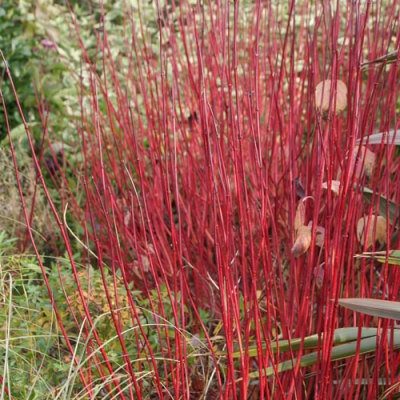 Cornus alba Sibirica