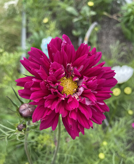 Cosmos Double Click Cranberries Seed