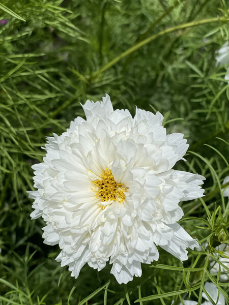Cosmos Double Click Snow Puff Seed