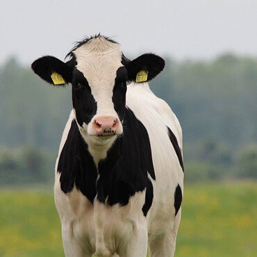 Cow with Johne's disease