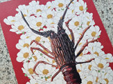 "Crayfish + Mt Cook Buttercup" A4 Print