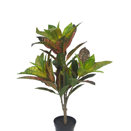 Croton potted 4503