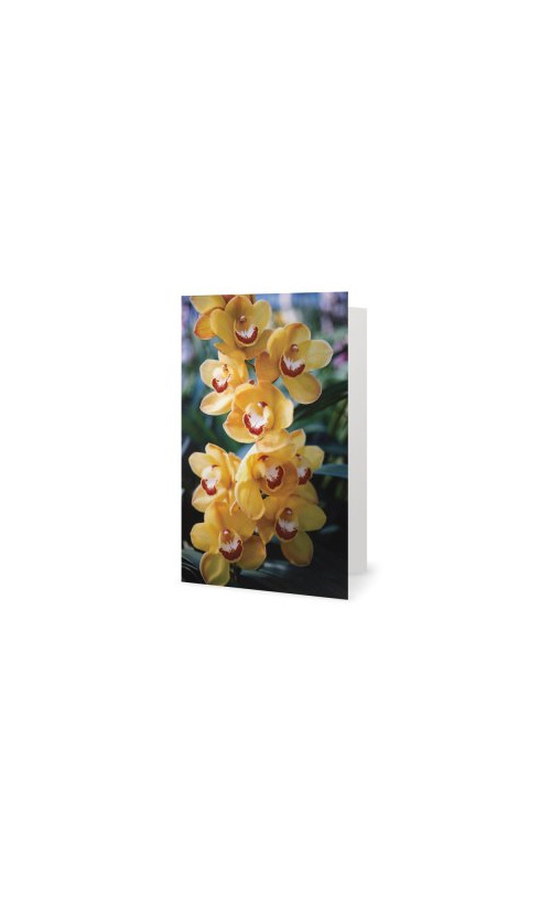 Cymbidium card 1 - Eva Orchids Nursery