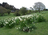 Daffodils naturalised