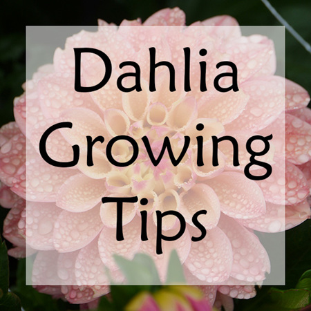 Dahlia Growing Tips