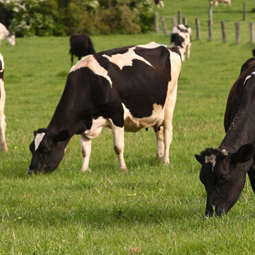 dairy cows