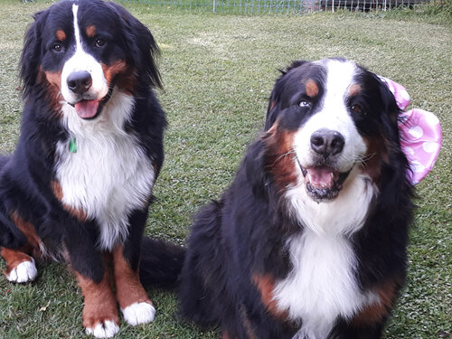 Daisy and Ollie our Bernese Mountain Dogs
