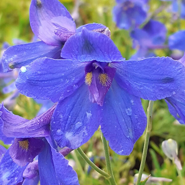 Delphinium grandiflorum 'Summer Nights'