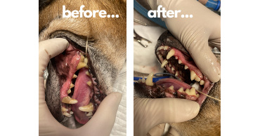 Dental health treatment - before and after care