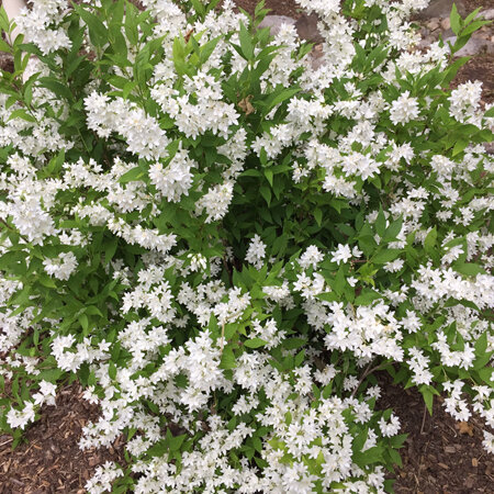 Deutzia gracillus Nikko