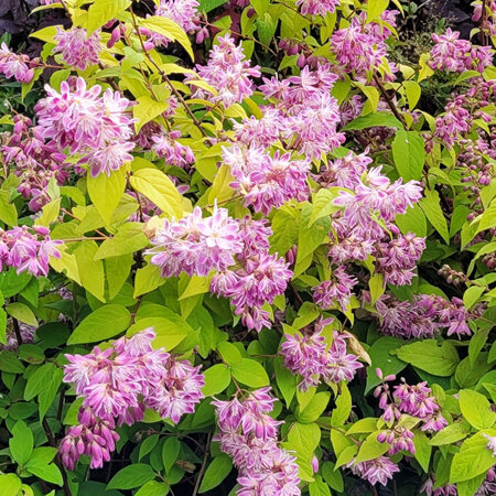 Deutzia x Magicien