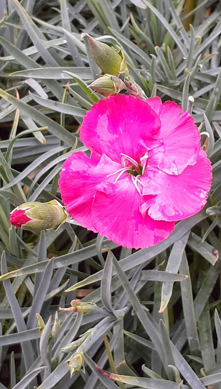 Dianthus 'Crossover'