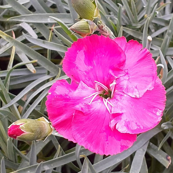 Dianthus 'Crossover'