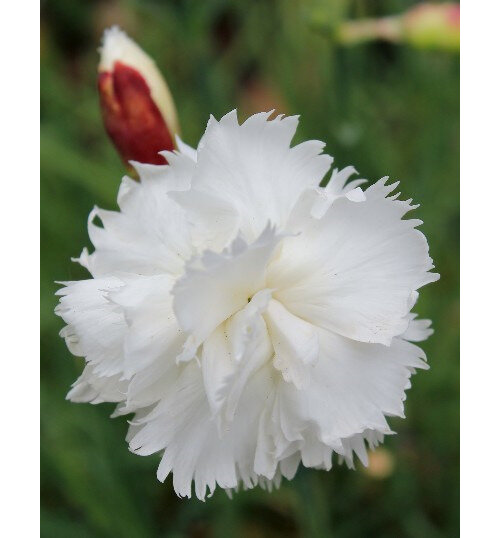 Dianthus 'Mrs Sinkins'